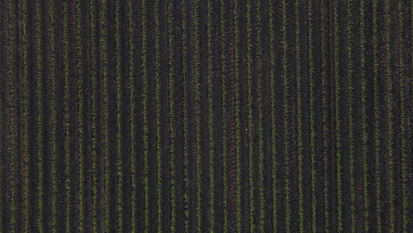 Low flight and takeoff above corn field, aerial top view a field at sunset