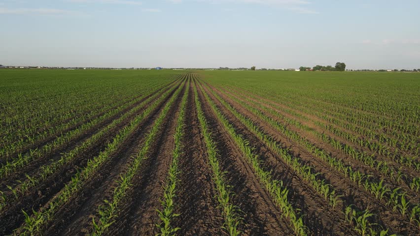 Low flight and takeoff above corn field, aerial top view a field at sunset