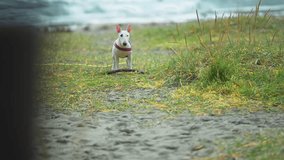 A white bullterrier puppy stands still on the sandy beach. Waves roll in the background. Parallax video.
