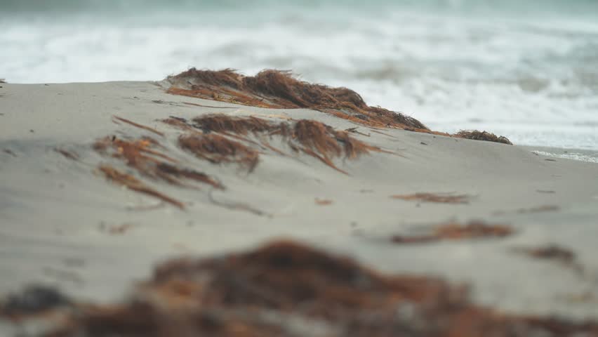 Gentle waves roll on the sandy beach covered with seaweed. Close-up parallax video.