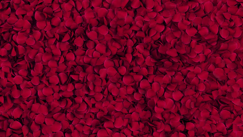 Red Rose Petals Transition on Alpha channel. 3D Rendering. Transition of red rose petal place on footage or background and easier to adjust colour. Royalty-Free Stock Footage #1111057111