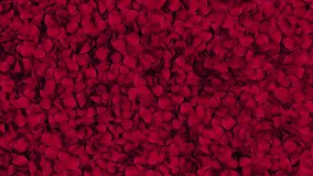 Red Rose Petals Transition on Alpha channel. 3D Rendering. Transition of red rose petal place on footage or background and easier to adjust colour. - Powered by Shutterstock - Get 15% off with code: PIKWIZARD15