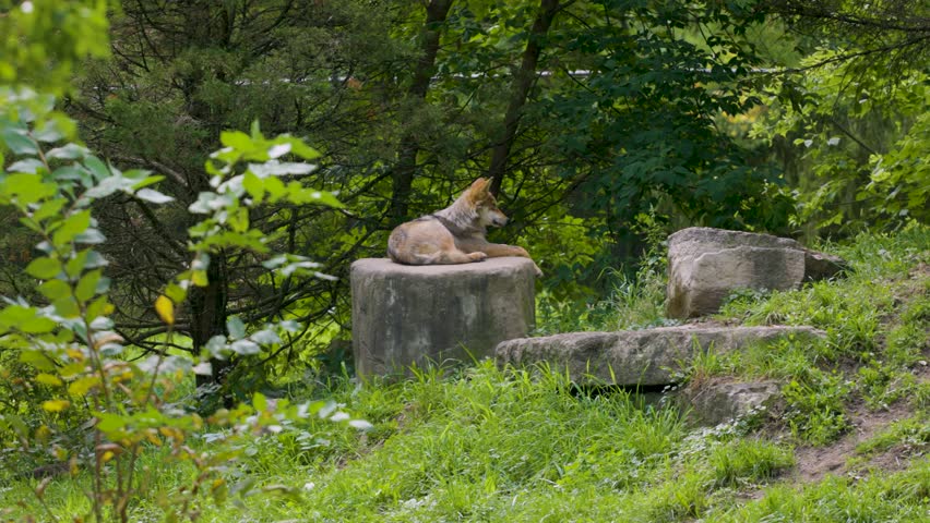 a wolf sitting on a stone rock in the middle of a wilderness conservation. the national park protects these endangered animals with these premade habitat