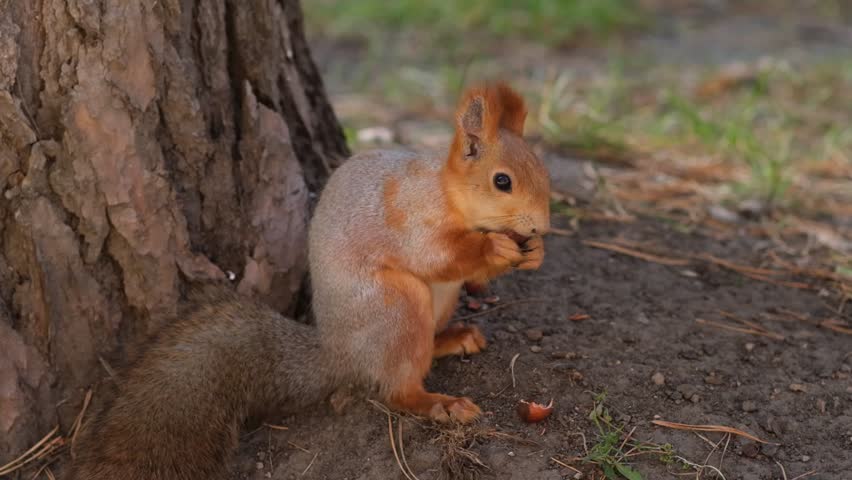 A beautiful red squirrel eats nuts in the forest. A squirrel with a fluffy tail sits and eats nuts close-up. Slow motion video
