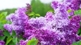 Calm lilac branch on warm spring day. Beautiful lilac blooming in bright sunlight. Tranquil view of charming violet flowers swaying on wind. floral concept