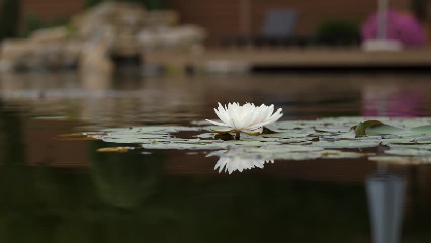 Close up white lilies on a lake against a background of stones with a small waterfall. Beautiful pond, landscape design. Royalty-Free Stock Footage #1111065273