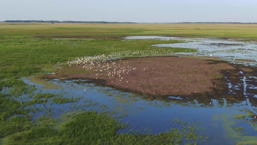 Wet wasteland wet coastline with flying flocks of birds aerial view