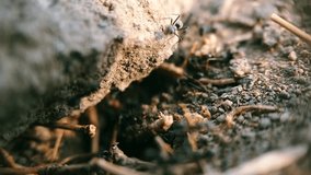 Close up Video of Black Ants' Activity on the Ground, Coming in and Out of Their Nest