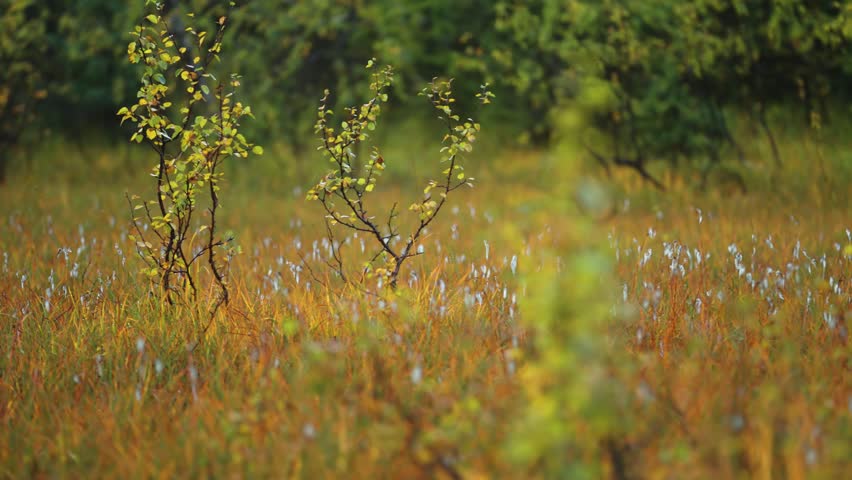 Miniature birch trees and soft cotton grass in the autumn tundra wetlands. SLow-motion parallax. Bokeh background