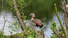 Egyptian goose, Alopochen aegyptiaca, beautiful water birds with webbed feet swimming in the lake, pond of the city park,