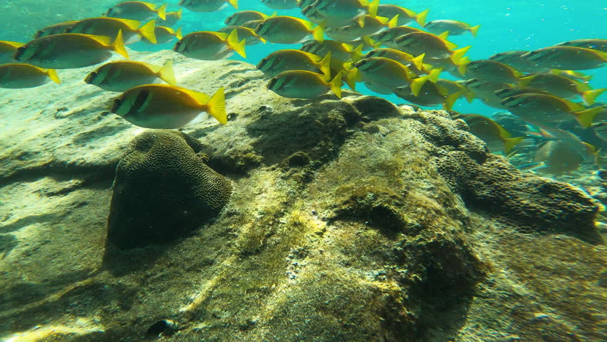School of beautiful yellow fish under water, snorkeling in Koh Tao Thailand Royalty-Free Stock Footage #1111067455