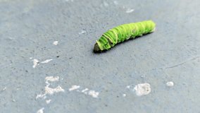 Video of a green caterpillar crawling