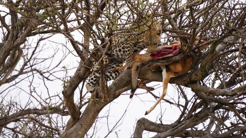A Low Angle Shot Of A Leopard Preying On A Dead Wild Animal On A Dry Tree
