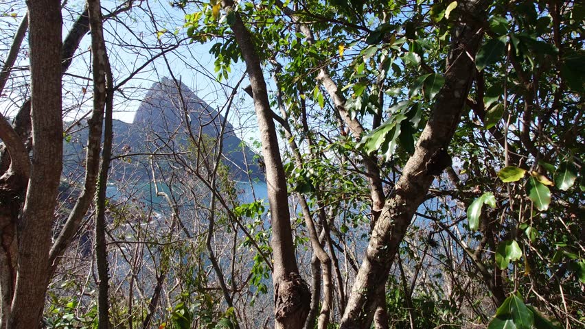 View of Sugarloaf Mountain through vegetation in Rio de Janeiro Brazil