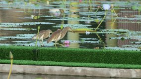 Brown Birds are walking in the lotus pond over lotus leaf to finding insect for food with blur background focus.