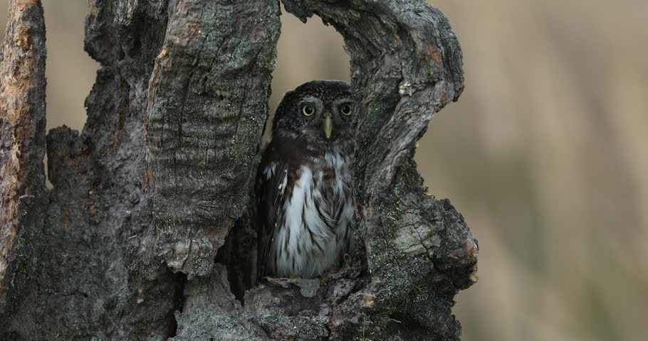 Hidden owl. Eurasian pygmy owl, Glaucidium passerinum, perched in rotten tree trunk in forest. Smallest owl in Europe. Closeup of beautiful bird of prey. Fluffy tiny owl in autumn nature. Wildlife. Royalty-Free Stock Footage #1111080337