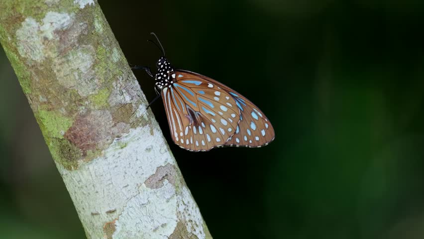 Camera zooms out as this Dark Blue Tiger perches on a branch deep into the forest, Tirumala septentrionis, Thailand