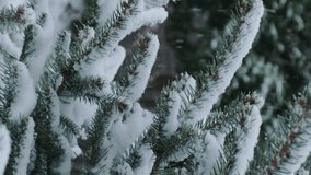 Vertical background. Snowy winter. Flakes of snow falling on spruce tree. Christmas tree is covered with snow. Winter nature background.