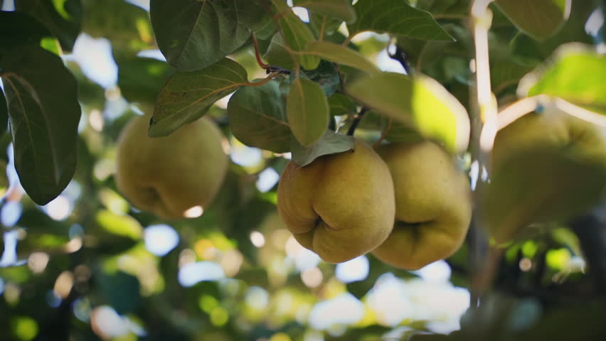 quinces on a tree slow motion gimbal shot Royalty-Free Stock Footage #1111087355
