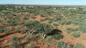 Aerial view of African savannah with scattered trees and grasses on red kalahari sand, southern Africa