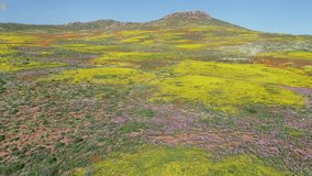 Aerial view of the spectacular colorful annual wildflowers of Namaqualand, Northern Cape, South Africa