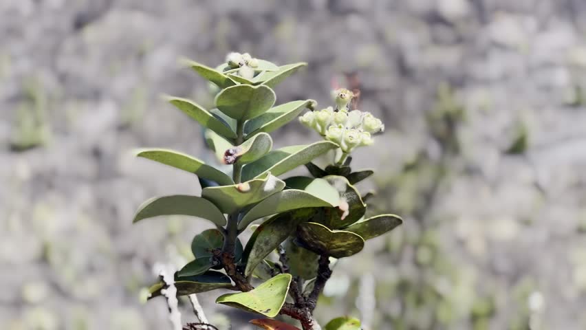 Cinematic long lens booming up shot of a flowering volcanic plant to the desolate landscape of the Kilauea Iki dry lava lake bed in Hawai