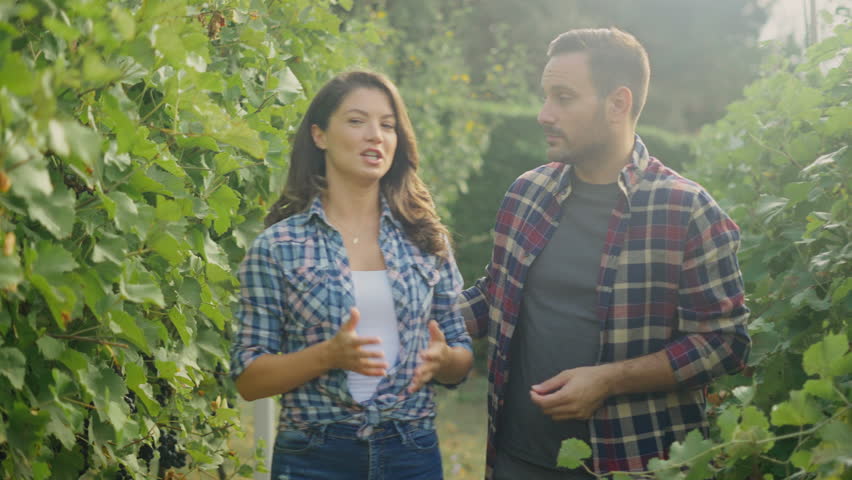Beautiful couple walking in vineyard and female picking grape from the garden Royalty-Free Stock Footage #1111093099