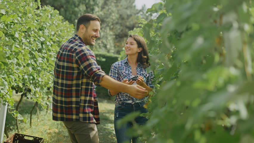 Beautiful smiling winegrower couple picking black grapes in the vineyard while man hugging his girlfriend Royalty-Free Stock Footage #1111093185
