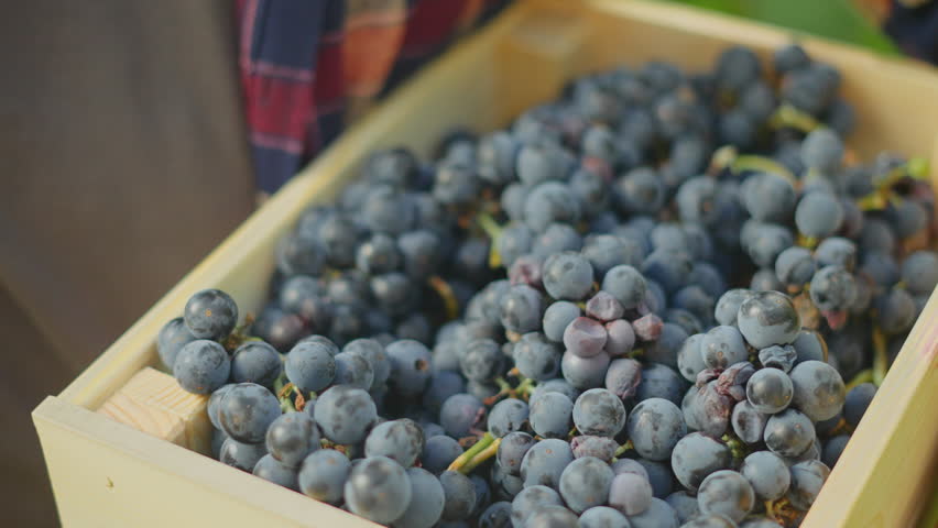 Close-up view of juicy full bunches of Pinot Noir grapes at harvest dropped into a wooden crate