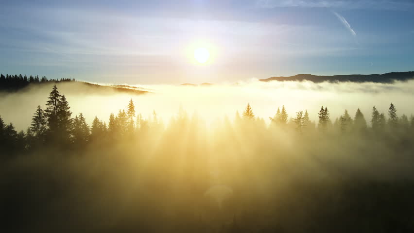 Foggy sunrise in spruce forest with light rays shining through branches in fall mountains