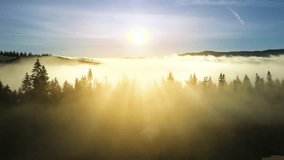 Foggy sunrise in spruce forest with light rays shining through branches in fall mountains - Powered by Shutterstock - Get 15% off with code: PIKWIZARD15