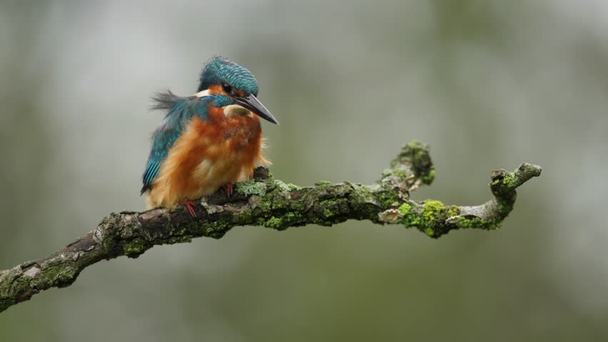 Adorable colorful bright kingfisher with blue feathers sitting on a thin branch takes flight in nature