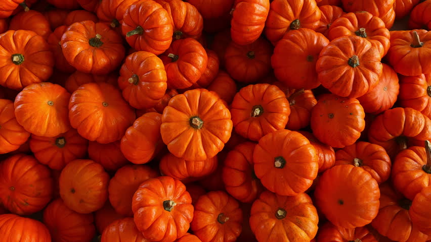 Pumpkin harvest of various pumpkins Orange shapes and sizes. move shot footage