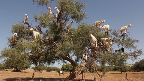 Goats climb the Argan tree and eat Argan nut, Morocco