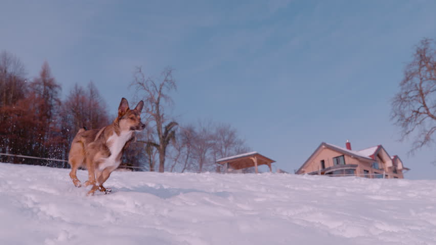 SLOW MOTION: Cute young dog runs and jumps around snowy garden behind the house. Adopted mixed breed doggo is excited about snow and enjoys spending winter days running outside in the home backyard. Royalty-Free Stock Footage #1111099931