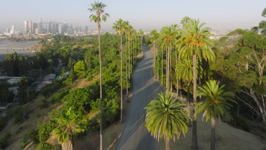 Drone flies over iconic Los Angeles tall green palm trees lined street with city skyline on background. Aerial above car driving by road with palms in sunny morning with downtown view in distance USA Royalty-Free Stock Footage #1111108389
