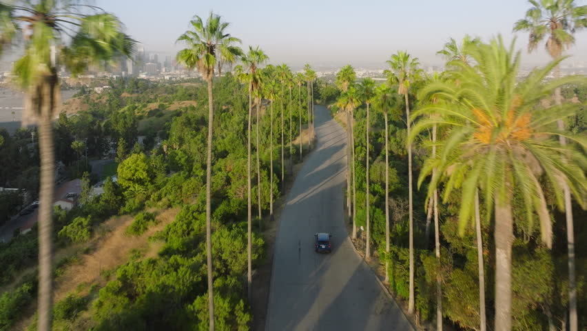 Drone flies over iconic Los Angeles tall green palm trees lined street with city skyline on background. Aerial above car driving by road with palms in sunny morning with downtown view in distance USA