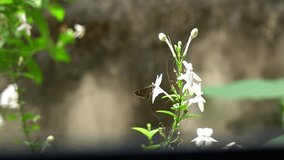 video clip of butterfly sitting on flowers for nectar