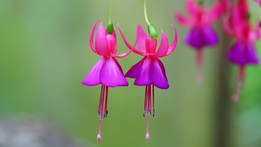 Fuchsia flowers bloom in the sunshine like beautiful little lanterns lighting the garden. Flower originating from South America and New Zealand