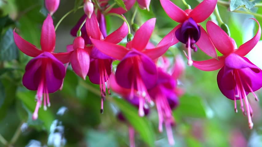 Fuchsia flowers bloom in the sunshine like beautiful little lanterns lighting the garden. Flower originating from South America and New Zealand