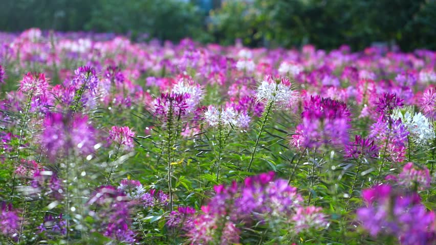 Cleome spinosa flower field blooms brilliantly in eco-tourism area. Flowers are used to decorate corridors, garden spaces and create fresh air for the environment
