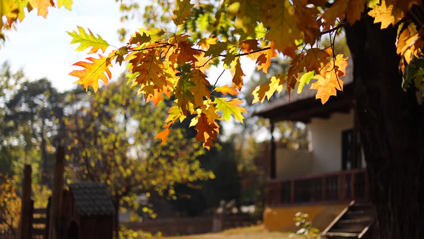 Autumn orange color leaf on a reed fence with old house in background. Folk scenery autumn landscape in a 4K video at Village Museum in Bucharest. Royalty-Free Stock Footage #1111119413
