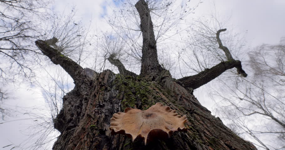 Textured Tree Trunk in Autumn Forest with Mushroom and Fungus Growth