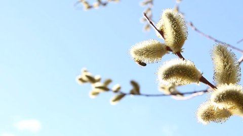willow in early spring