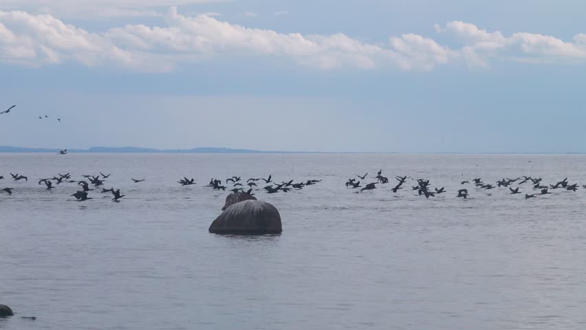 Clusters of seabirds on island (luda (rocky littoral shoal or islet) of Gulf of Finland, Baltic sea. Rich fish stocks, breeding colonies of aquatic birds. Great cormorants fly for fish, foraging road Royalty-Free Stock Footage #1111121641