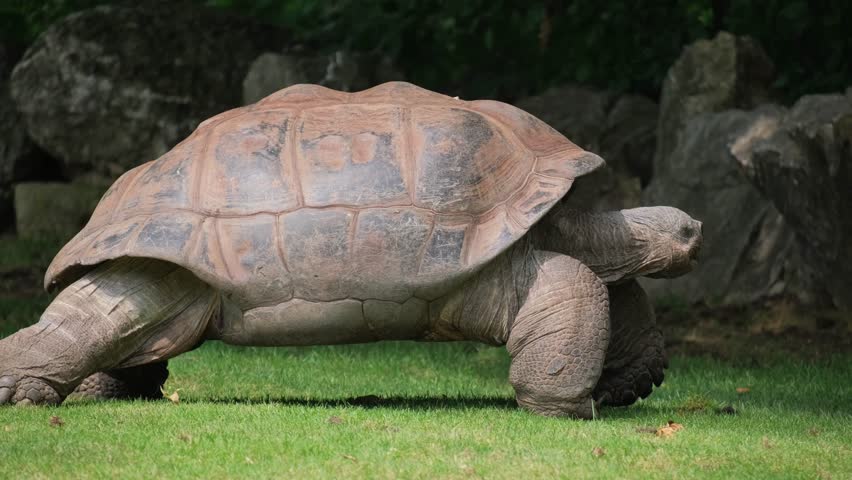 Close-up of a giant tortoise close-up in a nature reserve