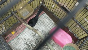Kampung Kucica birds kept in cages