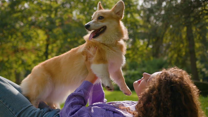 Purebred dog corgi playing with girl embracing outdoors pets friendly lifestyle in summer city park lying on grass happy young woman hugging with little friend fluffy puppy domestic pet and owner love Royalty-Free Stock Footage #1111135983