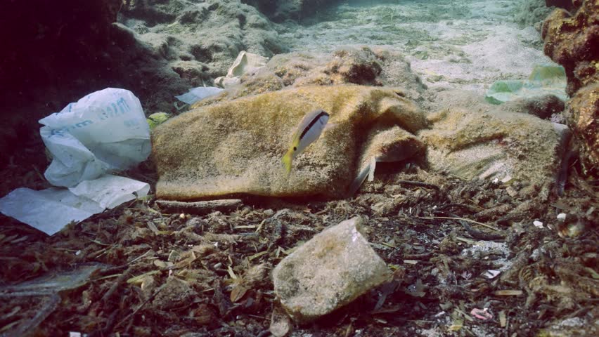 Close up of fish swims over seabed covered with plastic trash, dead algae and other debris on sun glare in Mediterranean, Slow motion. Plastic pollution of the Ocean