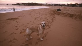 A large friendly dog playing with a stick on the ocean. Cozy sunset atmosphere. Golden Retriever. slow motion video